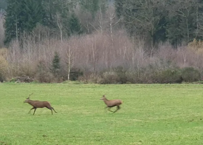 Les Saules Et Les Charmes